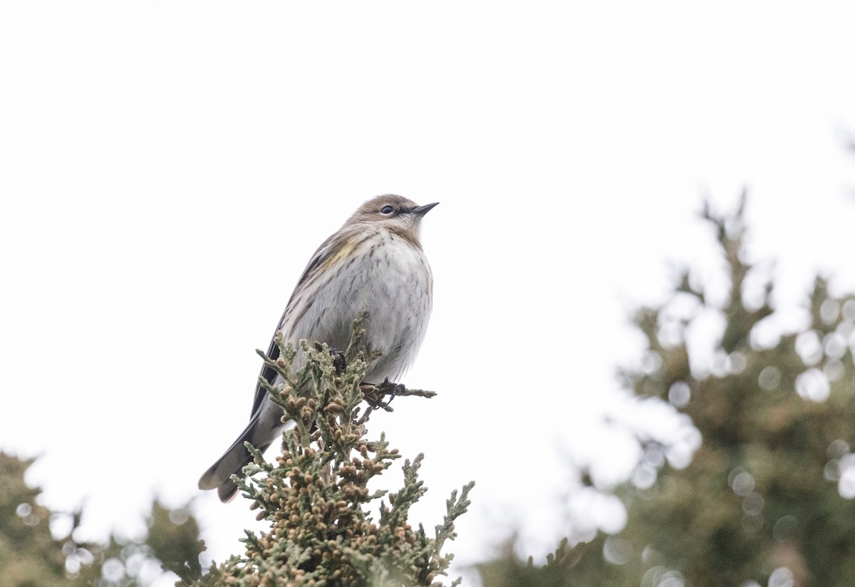 Yellow-rumped Warbler - ML78063181