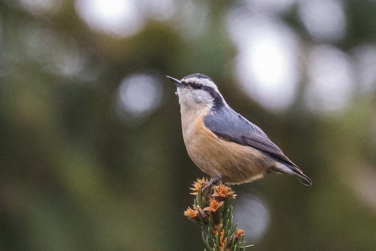 Red-breasted Nuthatch - Kenny Younger