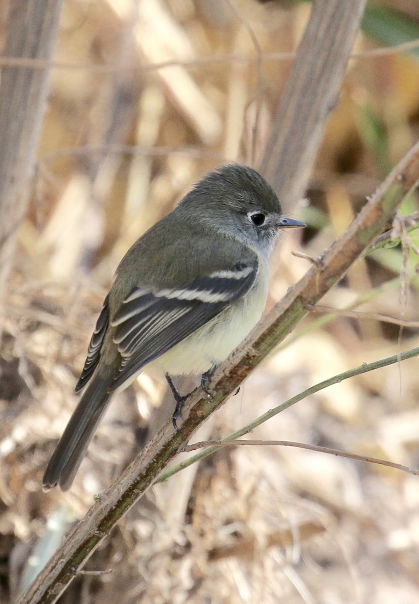 Dusky Flycatcher - ML78065311