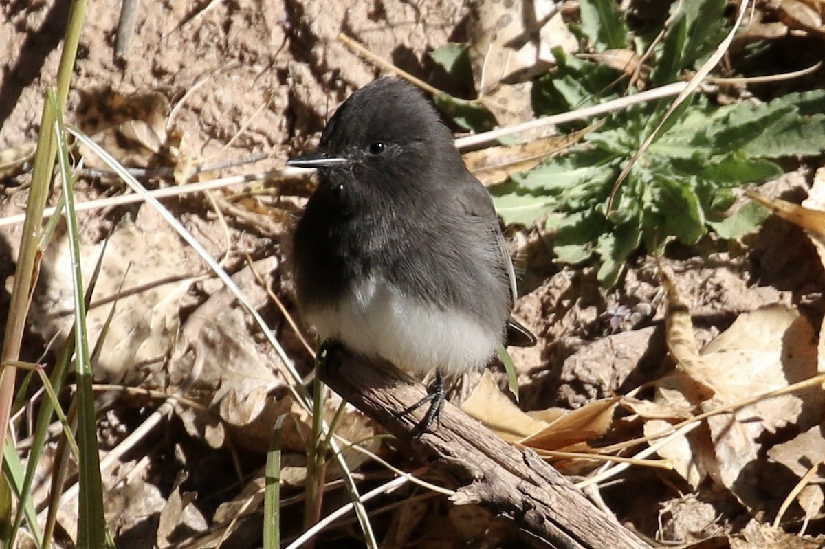 Black Phoebe - ML78065361