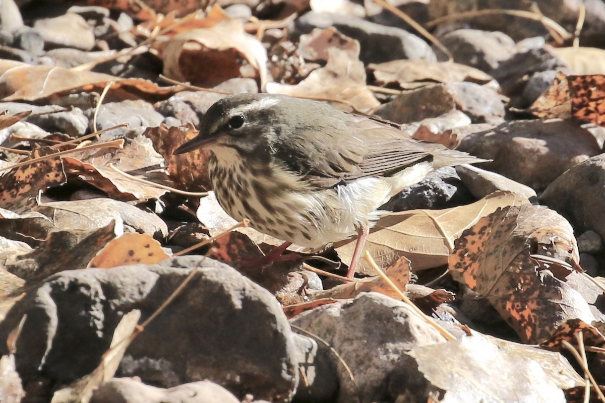 Louisiana Waterthrush - ML78065991