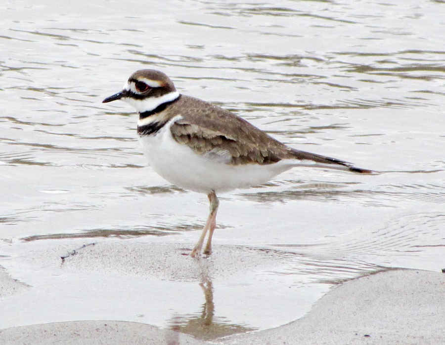 Killdeer - ML78067371