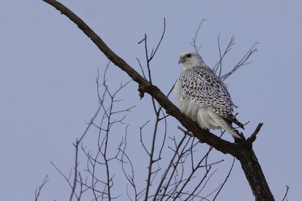 Gyrfalcon - Tara Fuller