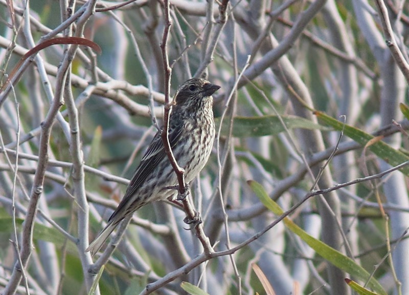 Cassin's Finch - ML78068291