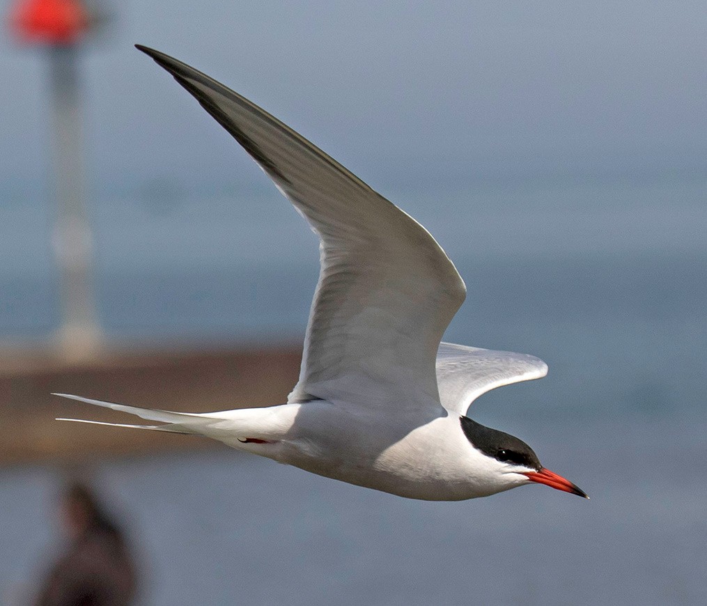 Common Tern - ML78068771