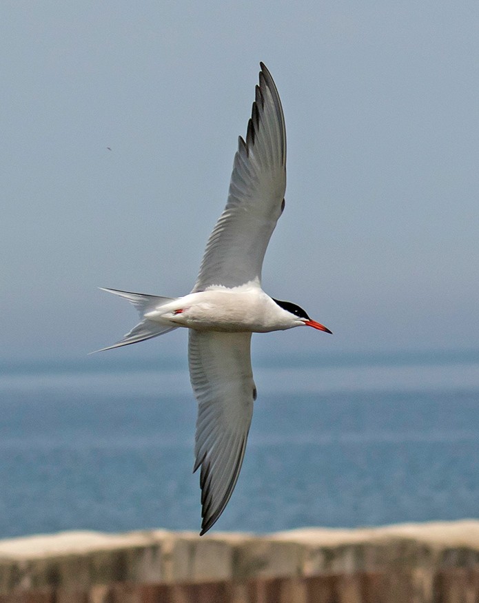 Common Tern - Willie D'Anna