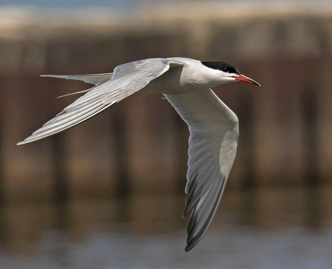 Common Tern - ML78068811