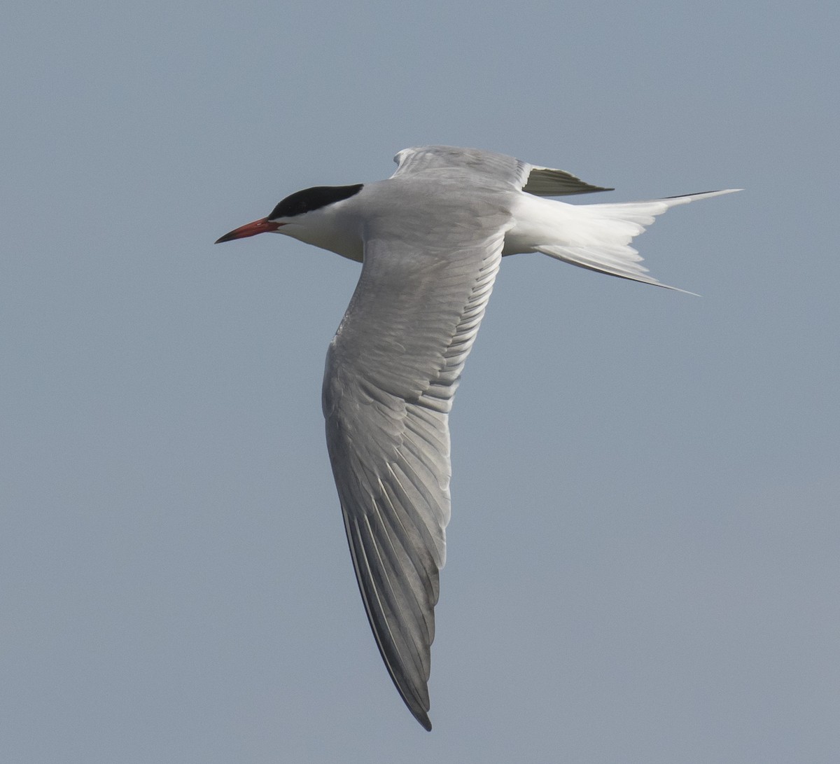 Common Tern - Willie D'Anna