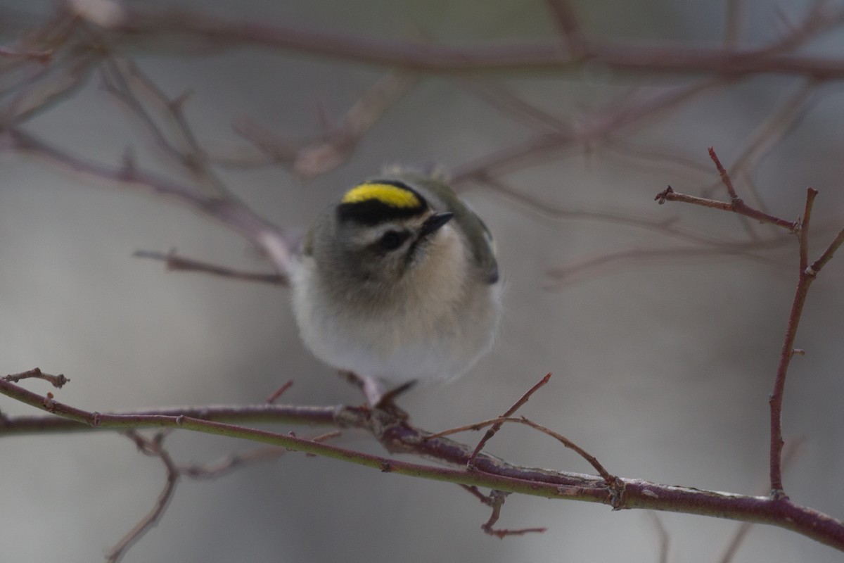 Golden-crowned Kinglet - Griffin Richards