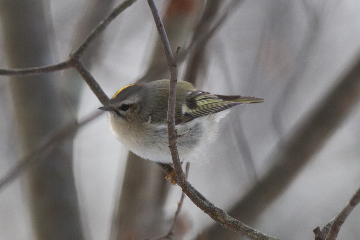 Golden-crowned Kinglet - ML78070001