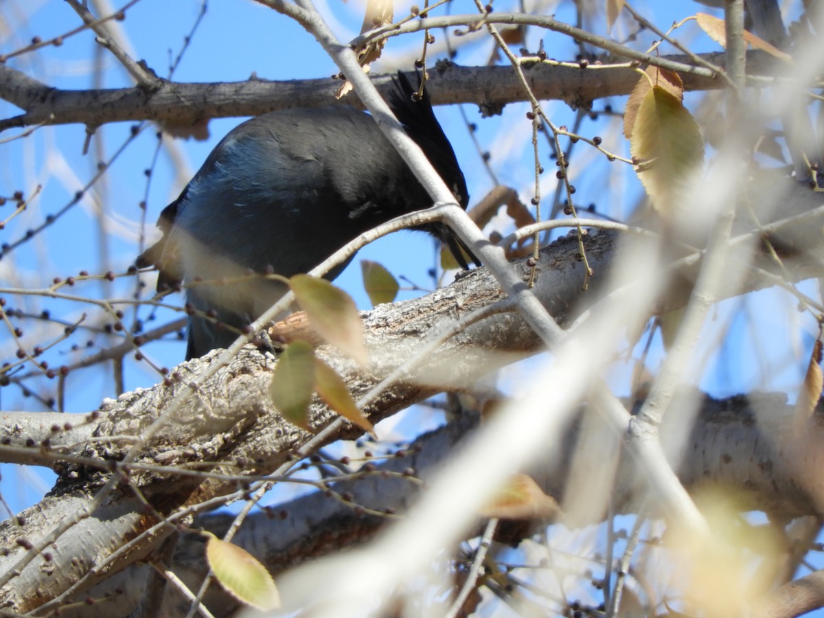 Steller's Jay - ML78070751