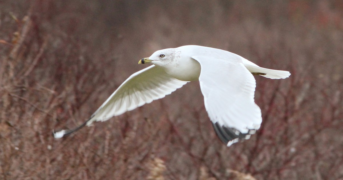 Ring-billed Gull - ML78071211