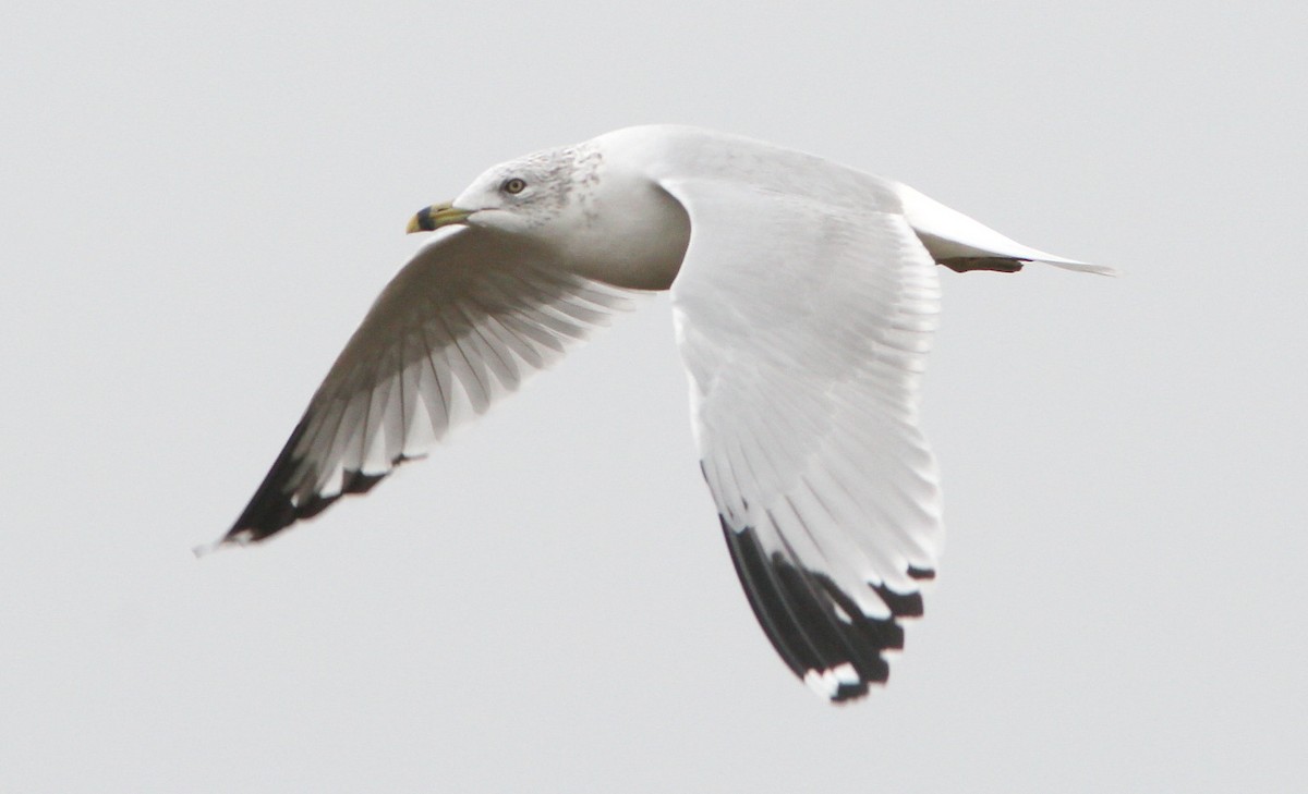Ring-billed Gull - ML78071251