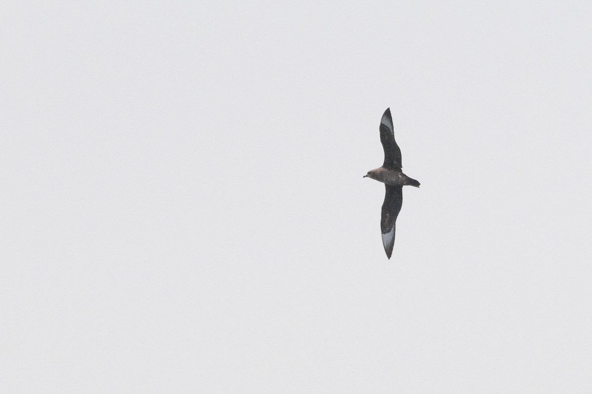 Kermadec Petrel - Jacob Drucker