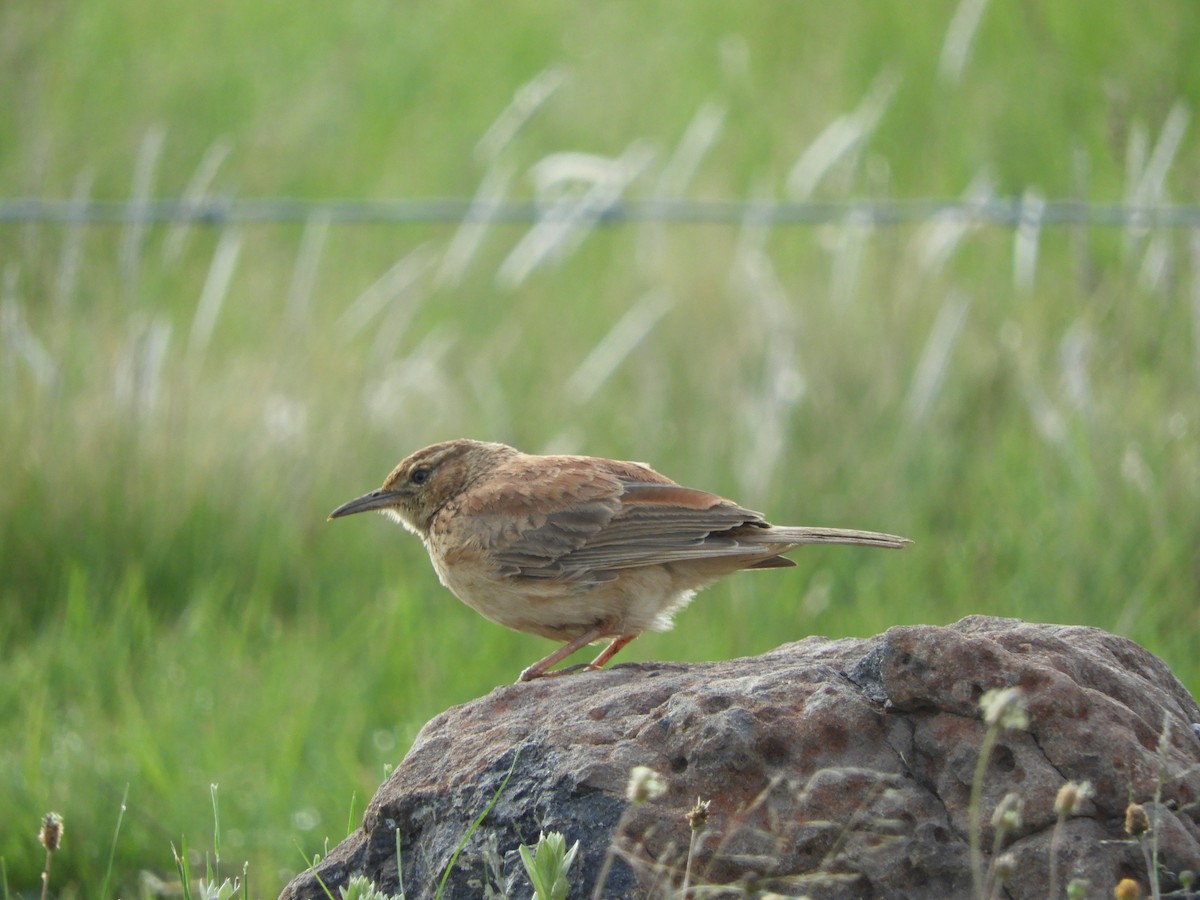 Eastern Long-billed Lark - Anonymous