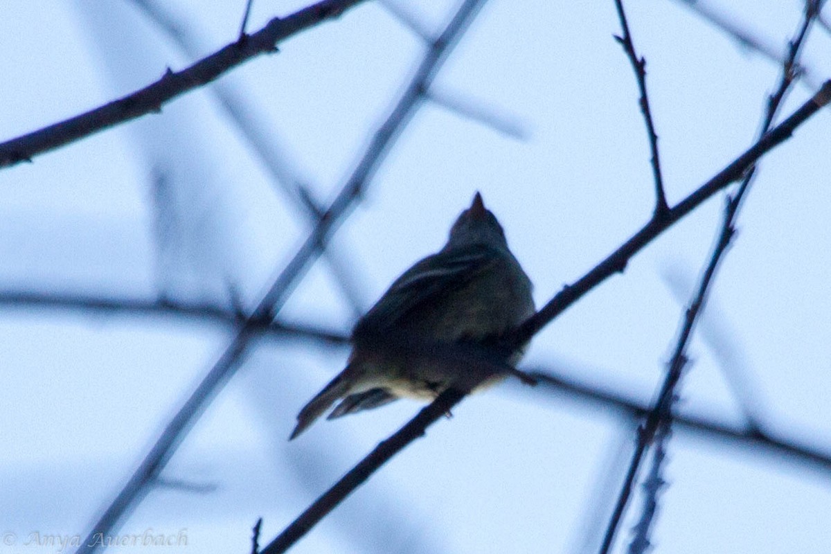 Hammond's Flycatcher - ML78073671