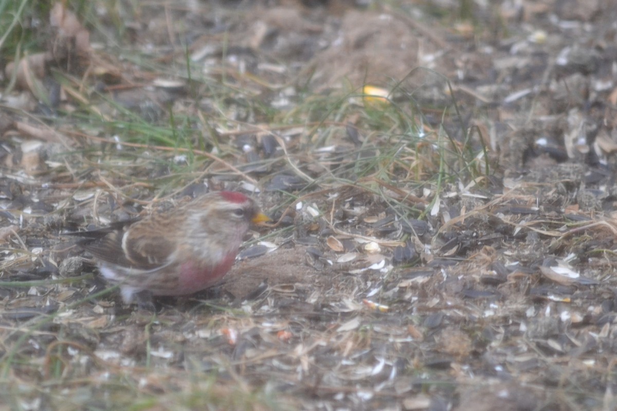 Common Redpoll - ML78074931