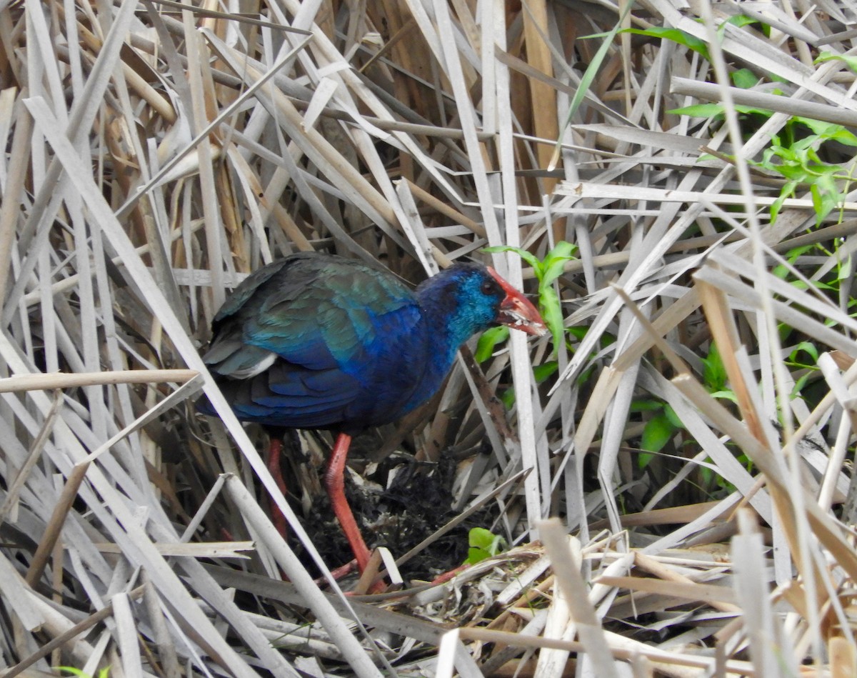 African Swamphen - ML78076591