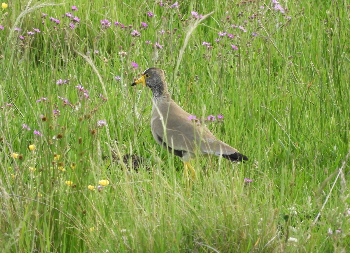 Wattled Lapwing - ML78076921