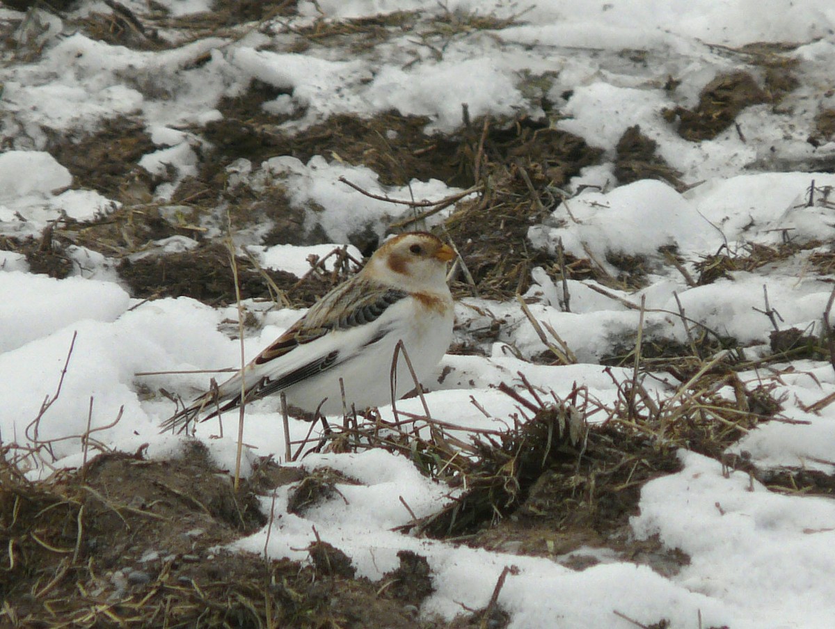 Snow Bunting - Douglas Leighton