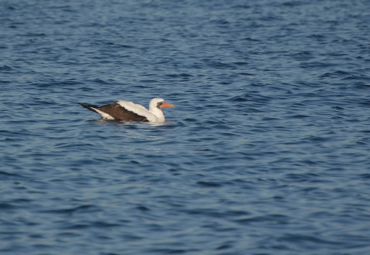 Nazca Booby - ML78079441