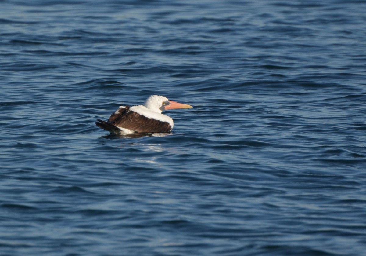 Nazca Booby - ML78079451