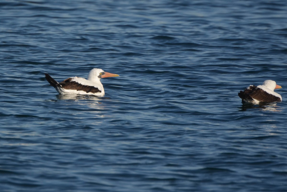 Nazca Booby - ML78079461