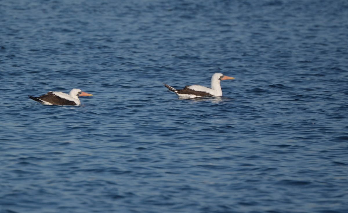 Nazca Booby - ML78079481