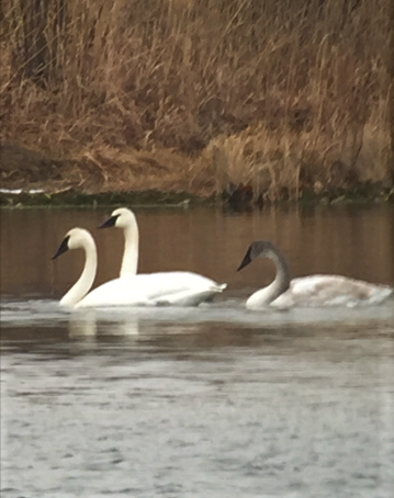 Trumpeter Swan - ML78079811