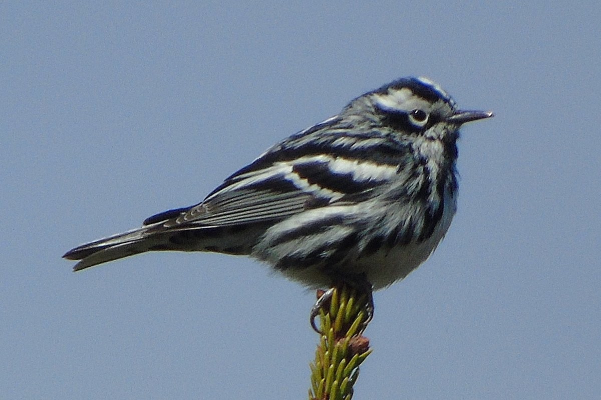 Paruline noir et blanc - ML78081581