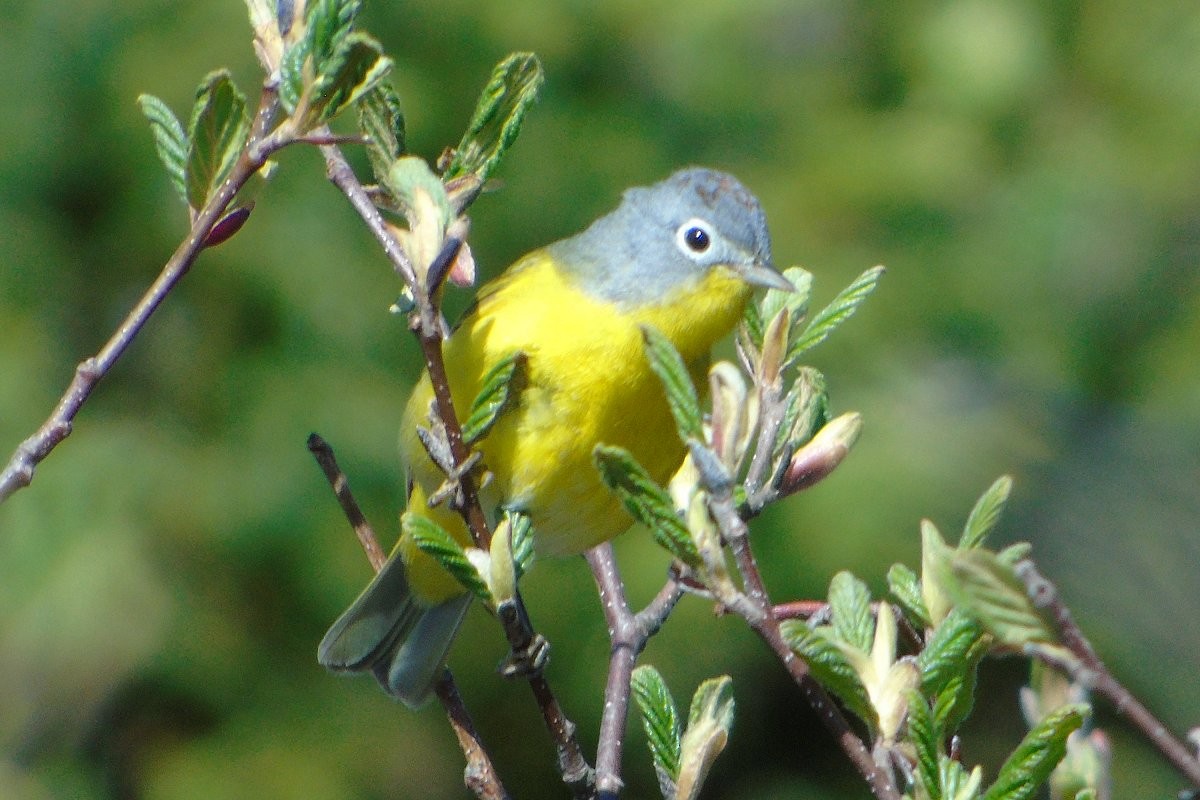 Rubinfleck-Waldsänger - ML78081801