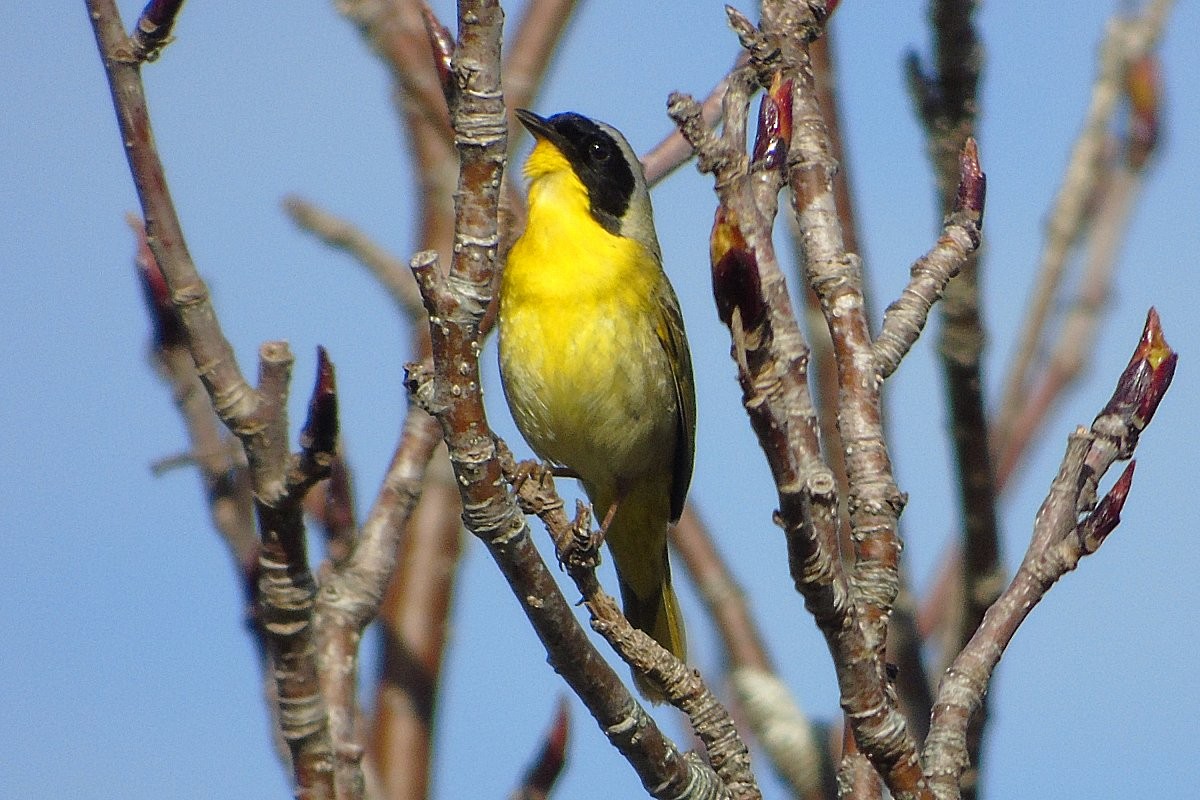 Common Yellowthroat - Sandi Keereweer