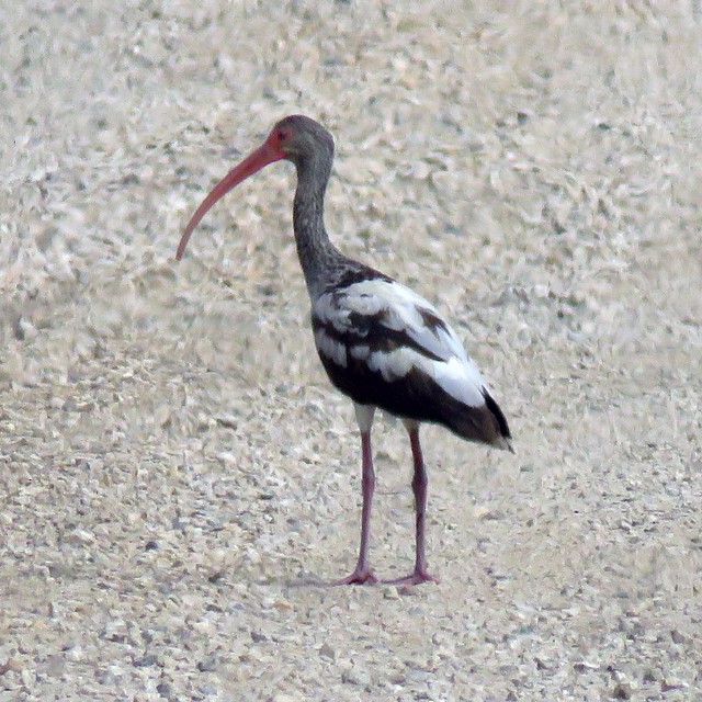 ibis bílý - ML78082171