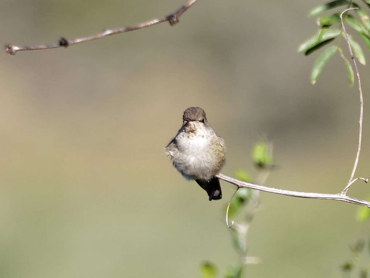 Anna's Hummingbird - Dina Perry