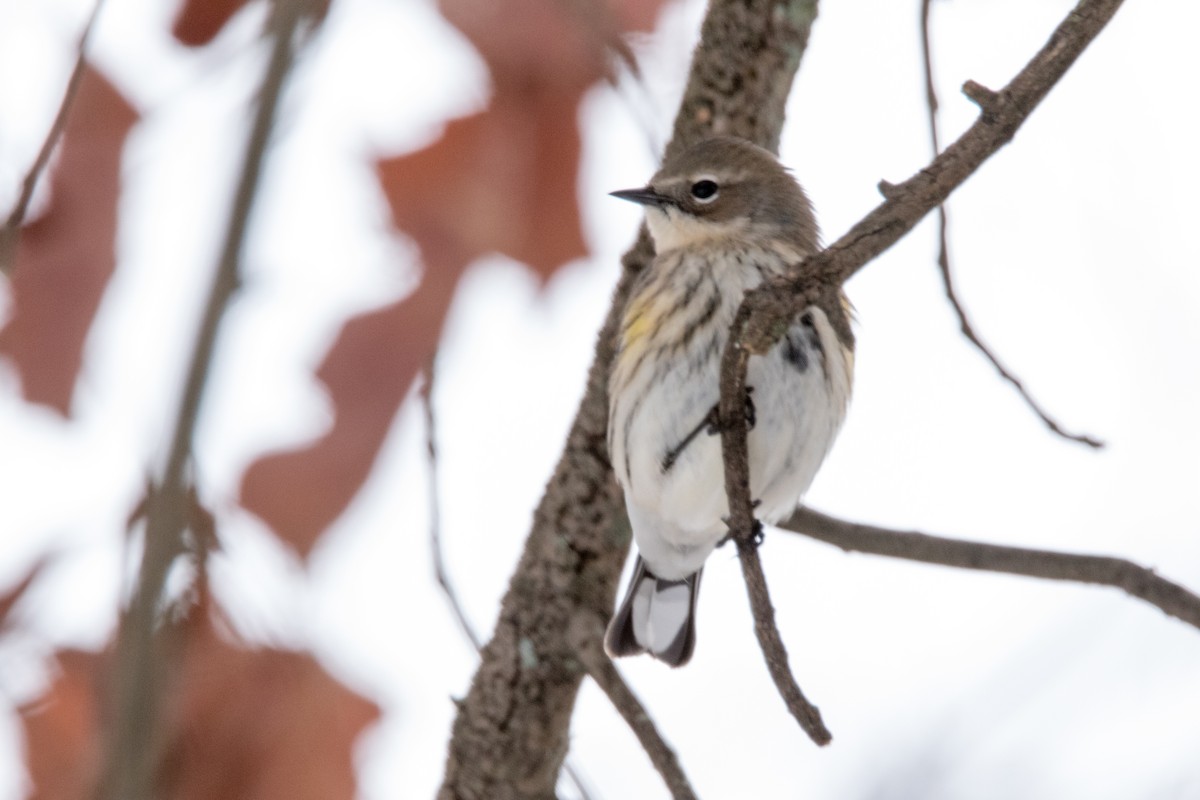 Yellow-rumped Warbler - ML78082721