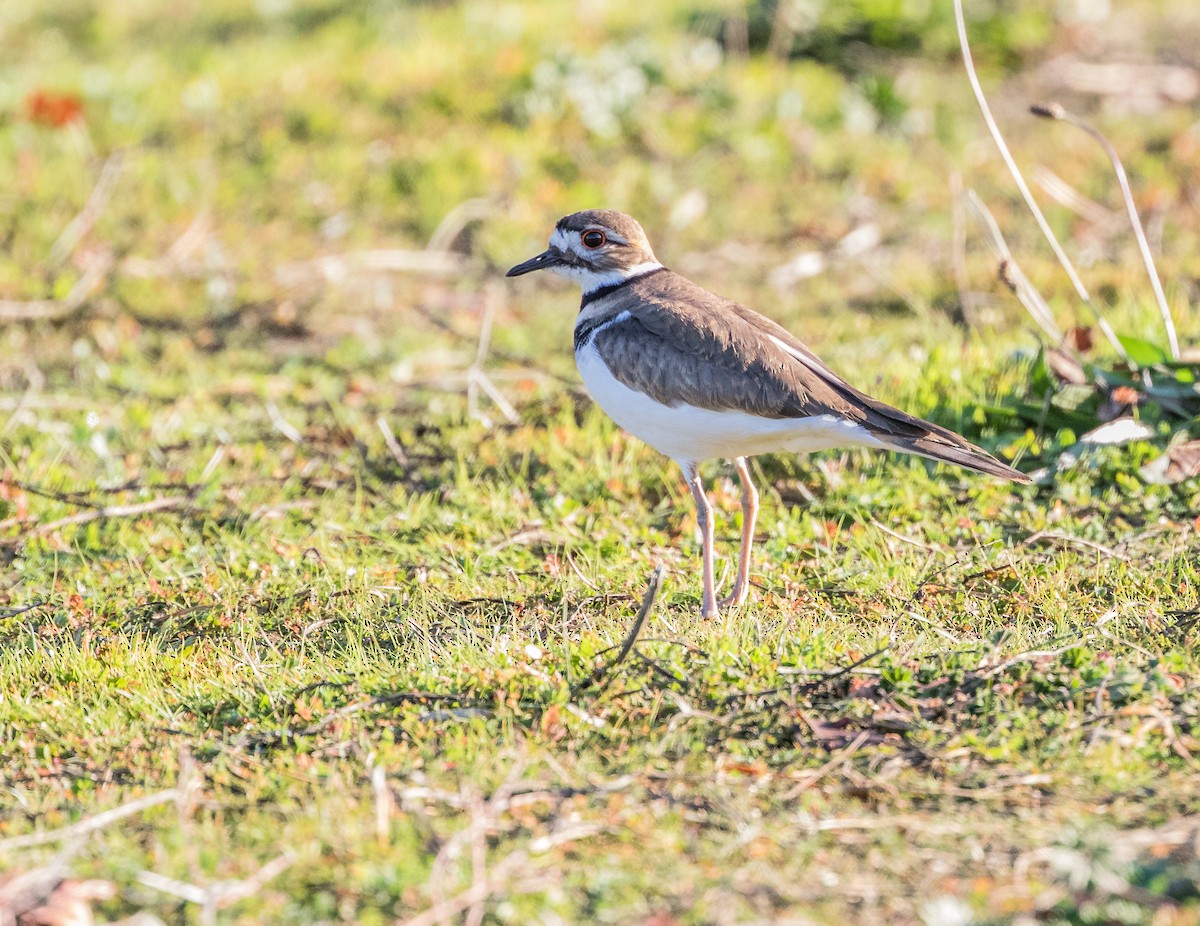 ML78083861 - Killdeer - Macaulay Library