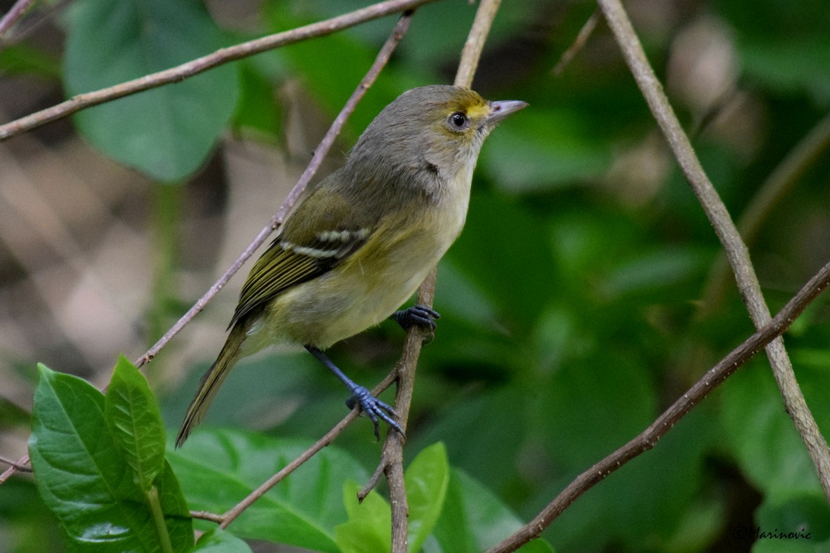 San Andres Vireo - vukasin marinovic