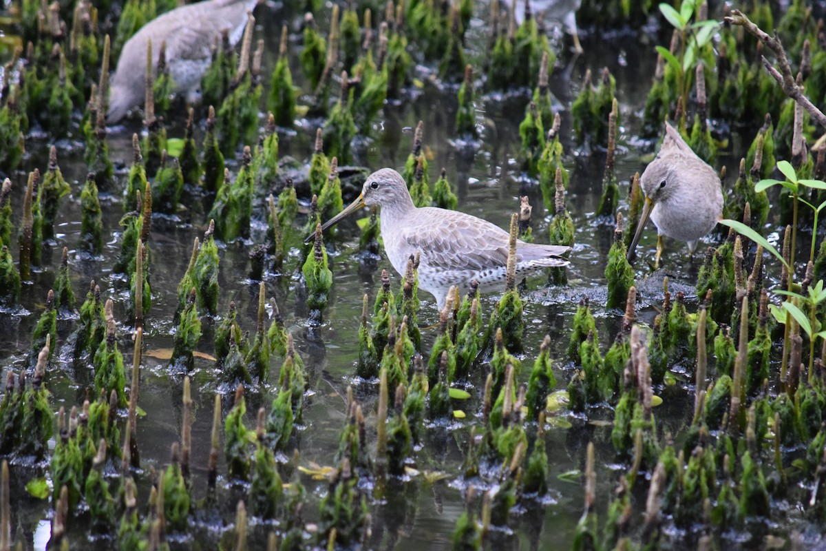 Short-billed Dowitcher - ML78086331