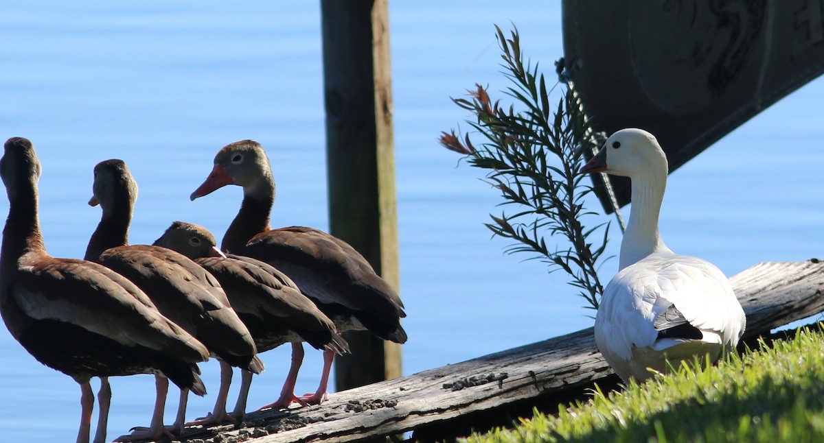 Ross's Goose - ML78086851