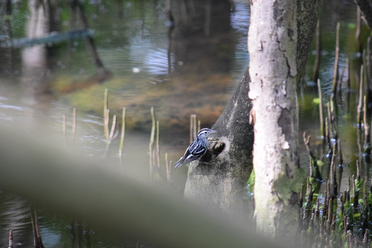 Black-and-white Warbler - ML78090841