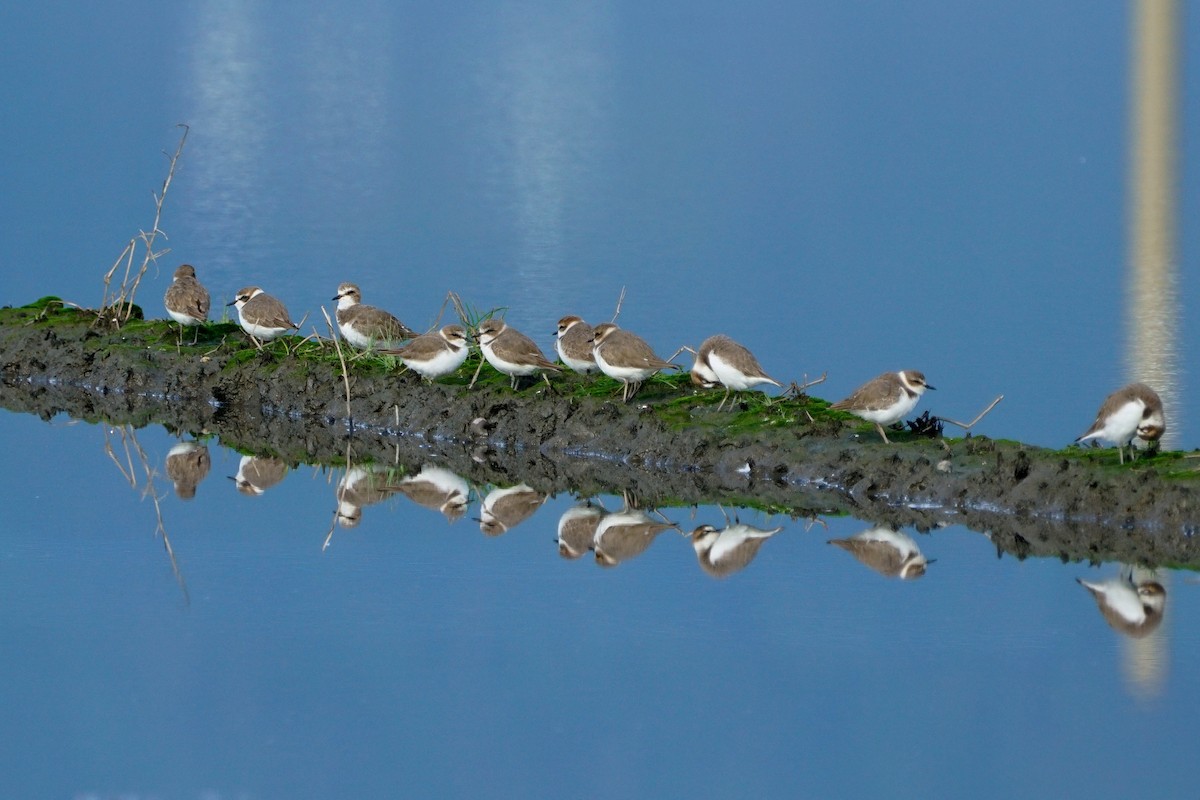 Kentish Plover - JingZu Tu