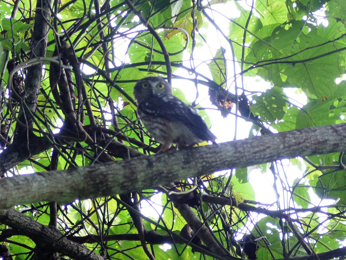 Barking Owl - ML78093871