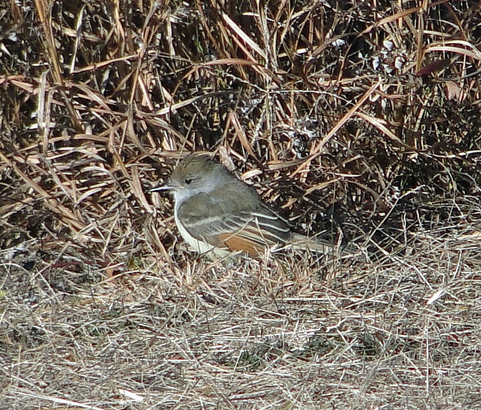 Ash-throated Flycatcher - ML78093941