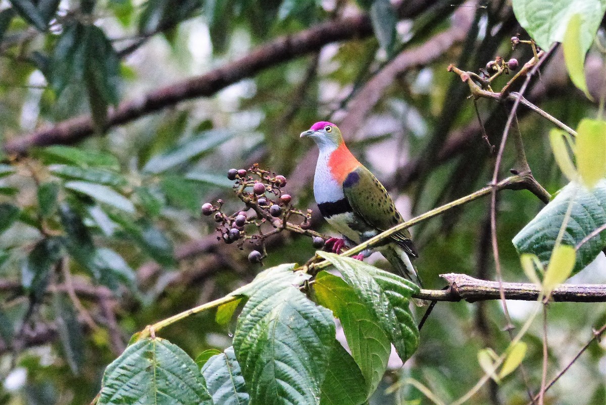 Superb Fruit-Dove - ML78094001