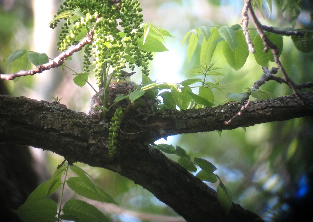 Cerulean Warbler - Anne Geraghty