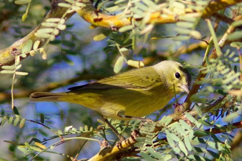 Orange-crowned Warbler - ML78095491