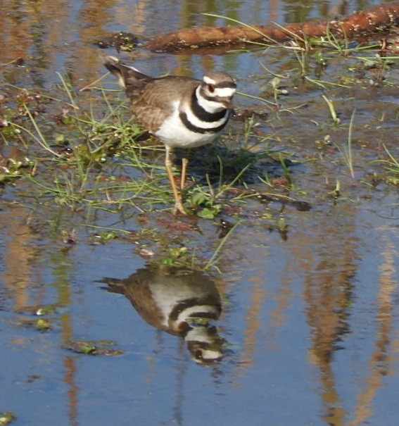 Killdeer - ML78097621