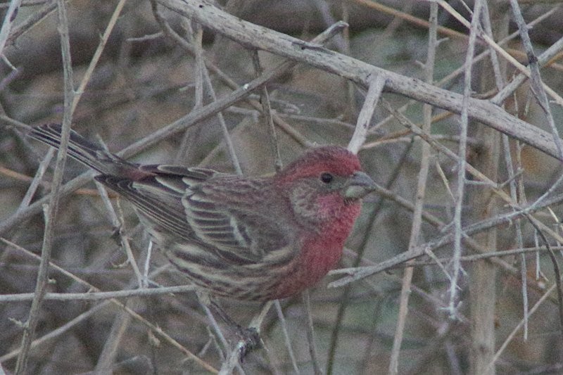 House Finch - Pat Goltz