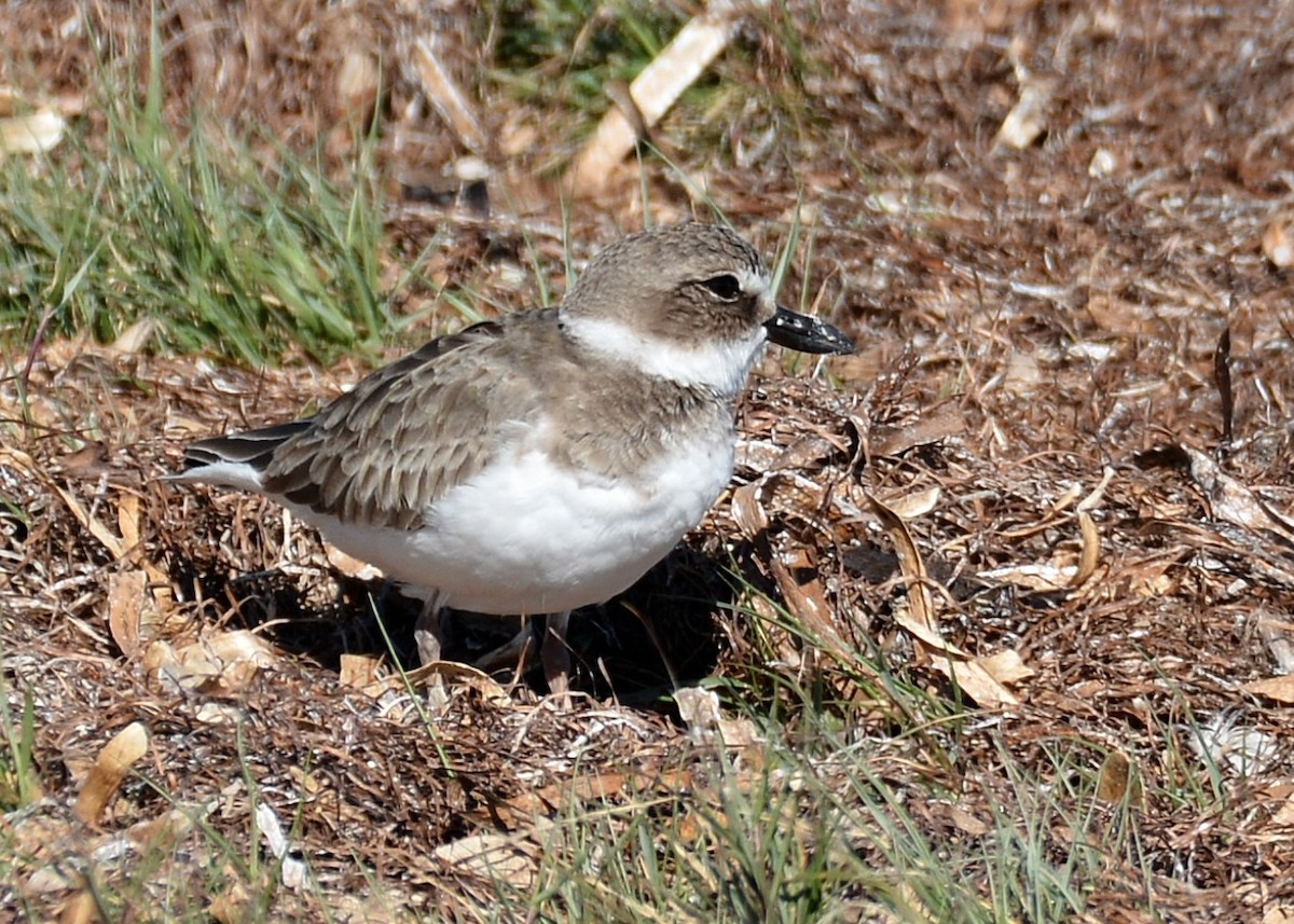 Wilson's Plover - John Whitehead