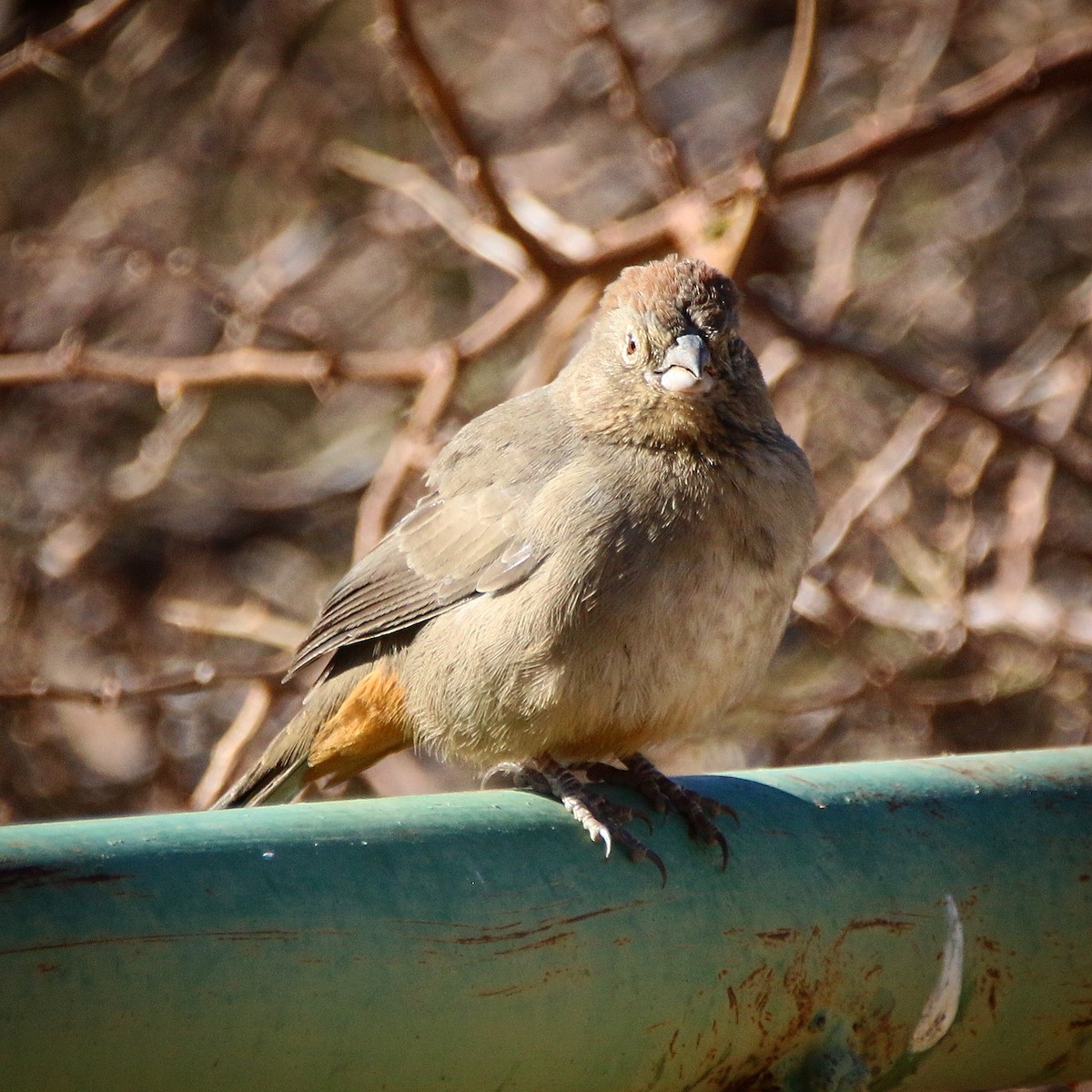 Canyon Towhee - ML78099301